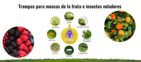 Carrusel Fly Trap México